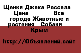 Щенки Джека Рассела › Цена ­ 10 000 - Все города Животные и растения » Собаки   . Крым